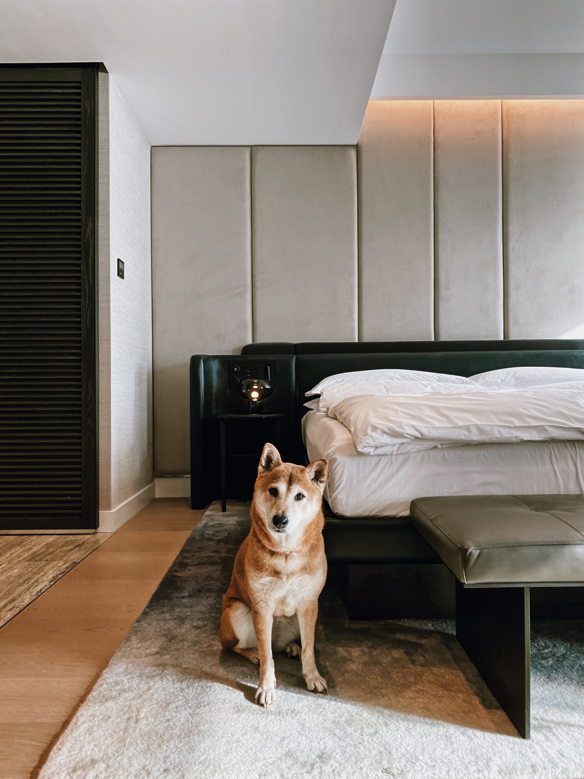 <dog in front of bed in guest room